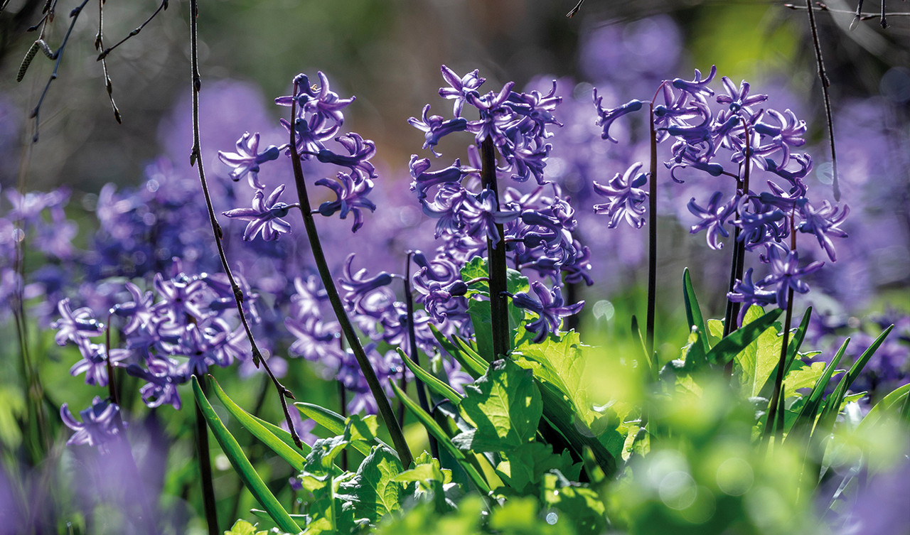 Hyacinths