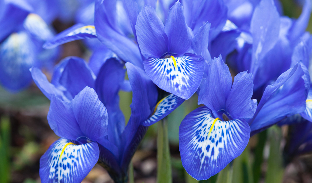 Irises