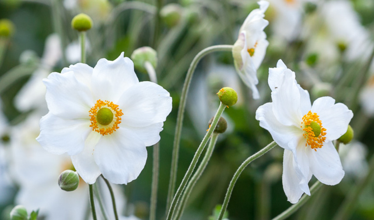 Anemones