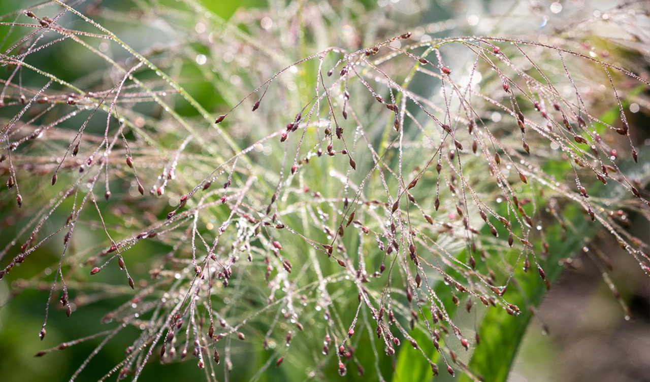 Grasses