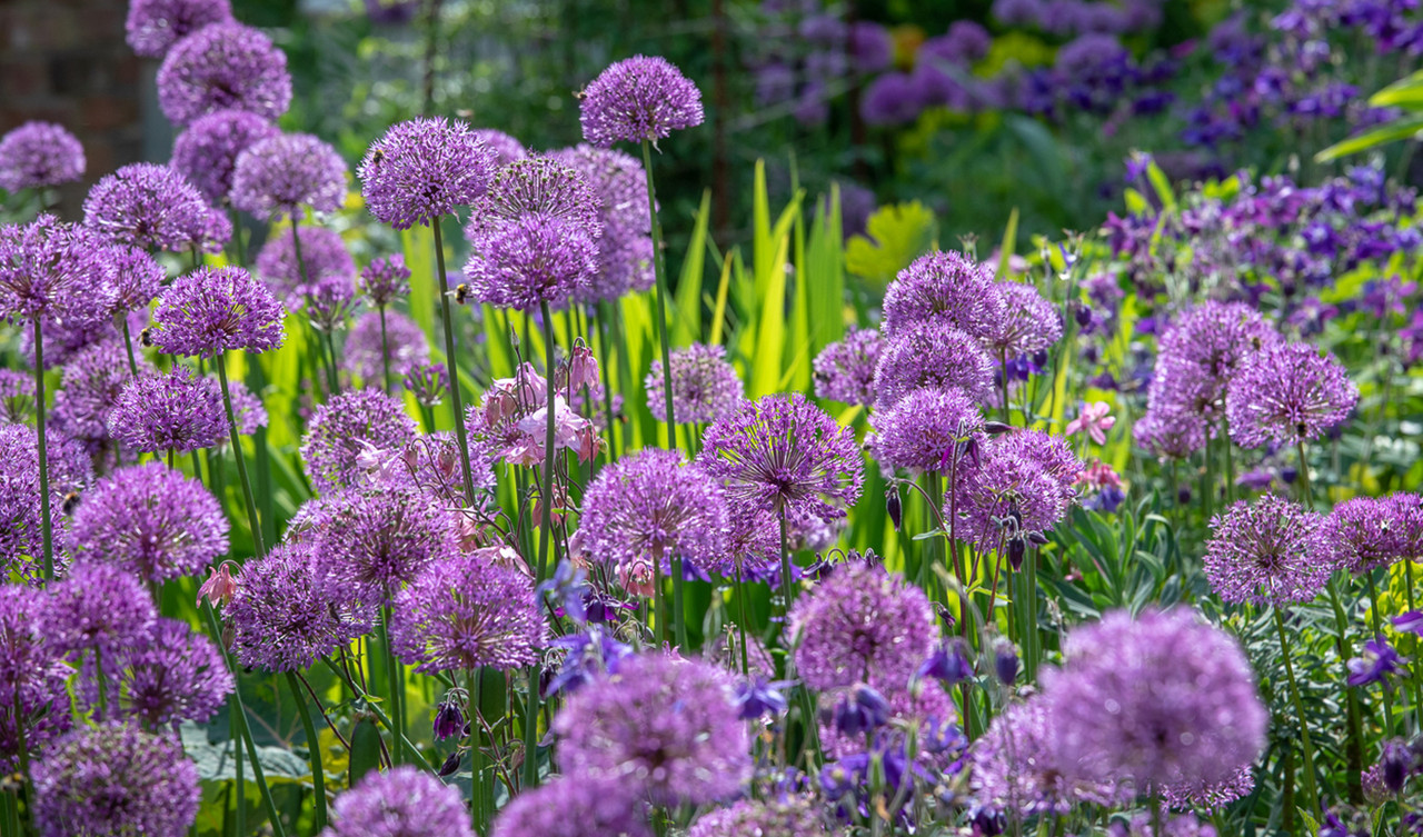 Perennial Bulbs & Bare Roots