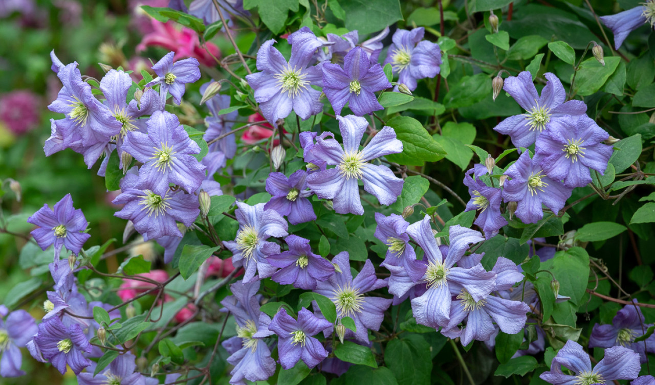 Clematis