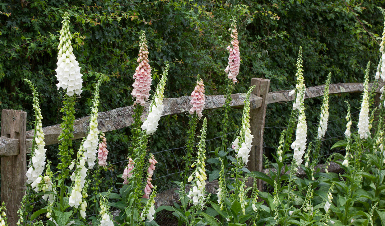 Annual Flower Seedlings