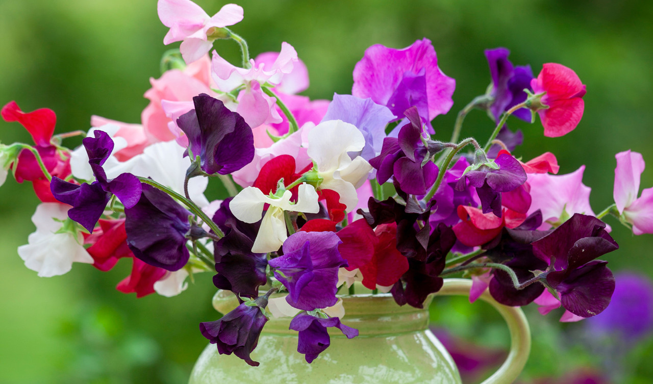 Sweet Peas