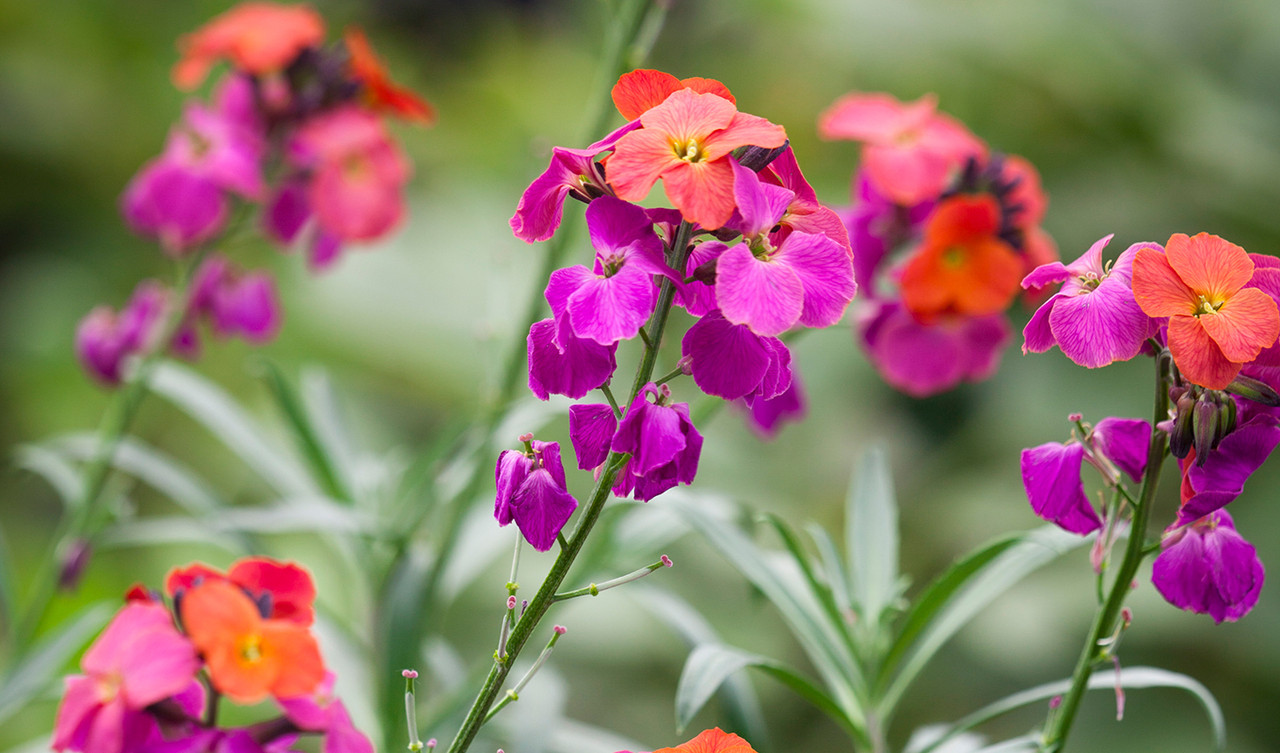 Bedding Plants