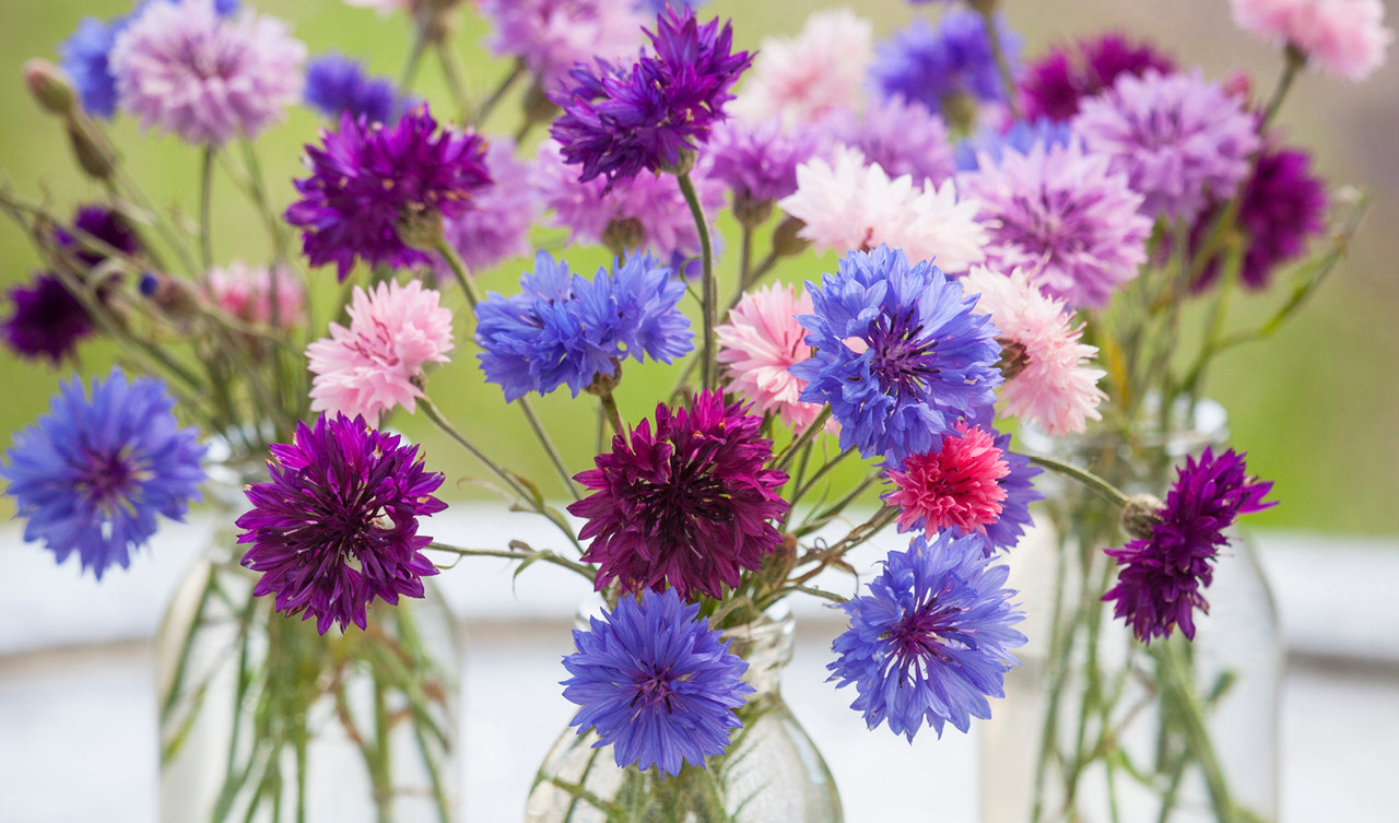 Cornflower Seeds