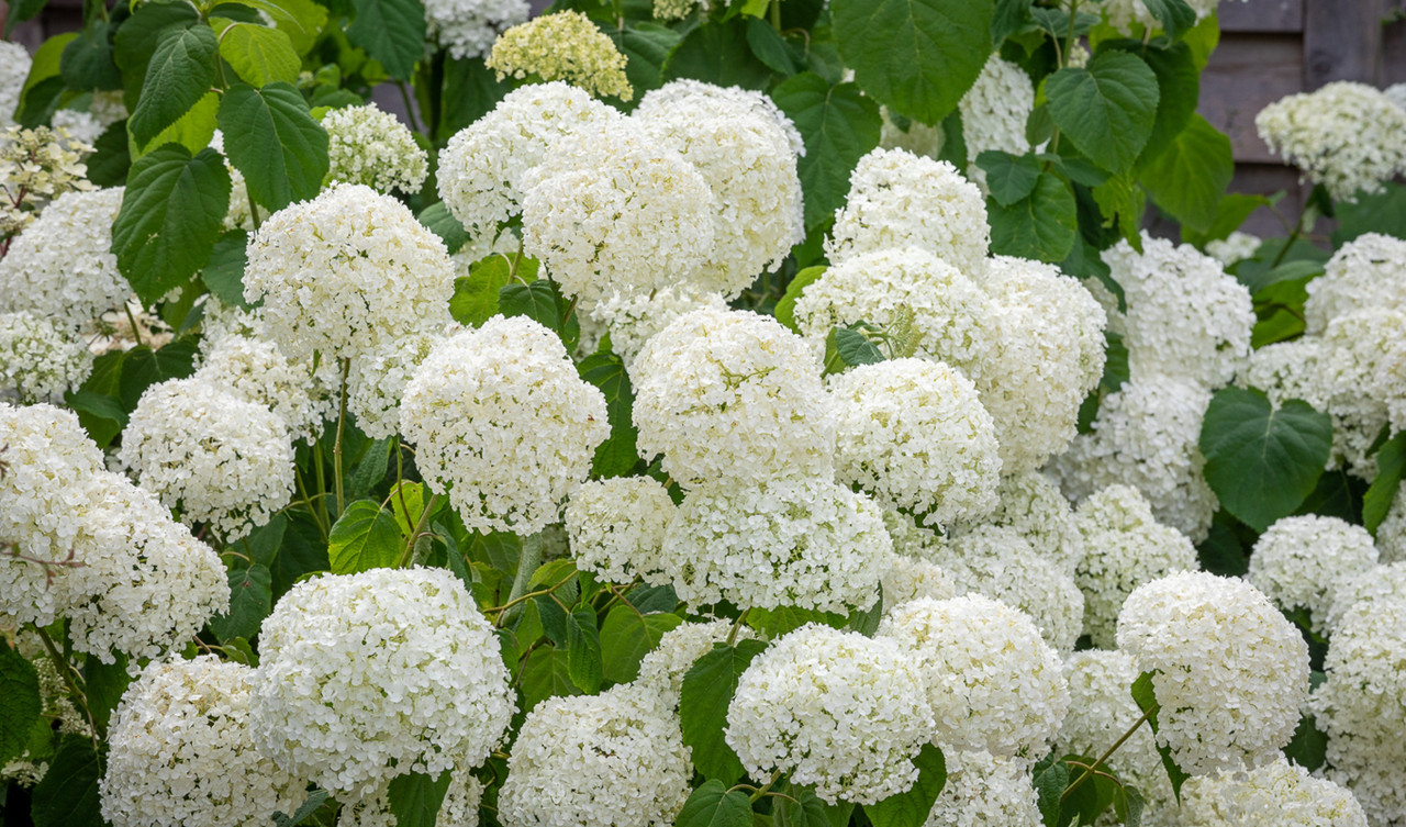 Hydrangeas