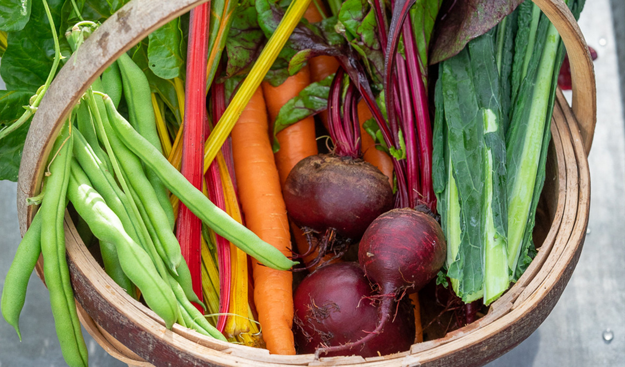 Vegetable Seeds
