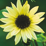 Helianthus debilis 'Vanilla Ice'