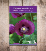 Papaver somniferum 'Dark Plum'