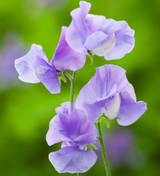 Sweet Pea 'Noel Sutton'