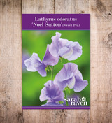 Sweet Pea 'Noel Sutton'