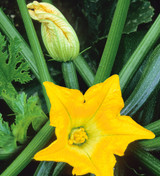 Courgette 'All Green Bush'