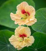 Nasturtium 'Gleam Salmon' (Tropaeolum majus)