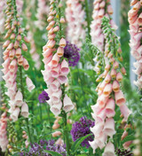 Foxglove Collection