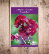 Sweet Pea 'Beaujolais'