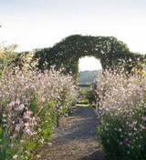 Gaura lindheimeri (syn. Oenothera)