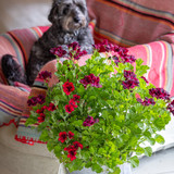 Venetian Pelargonium Collection