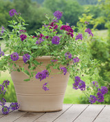 Verbena canadensis 'Homestead Purple'