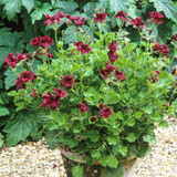 Pelargonium 'Lord Bute' (Regal)