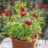 Pelargonium 'Mystery' (Unique)