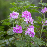 Pelargonium 'Madame Auguste Nonin'