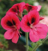 Pelargonium 'Pink Aurore'
