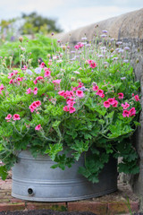 Pelargonium 'Pink Aurore'
