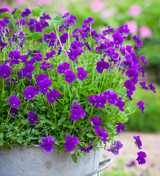 Viola cornuta 'Martin'