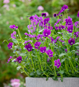 Viola cornuta 'Martin'