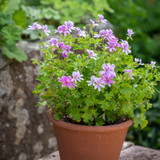 Pelargonium 'Prince of Orange' (Scented)