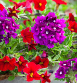 Amethyst and Ruby Container Collection