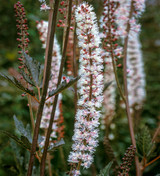Actaea simplex (Atropurpurea Group) 'Brunette'
