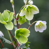 Helleborus x sahinii 'Winterbells'
