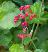 Heuchera sanguinea 'Leuchtkafer'