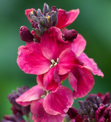 Wallflower 'Ruby Gem'