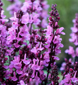 Buy Salvia nemorosa 'Rose Marvel' Plants | Balkan Clary | Sarah Raven