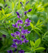 Baptisia 'Blueberry Sundae' (Decandence Series)