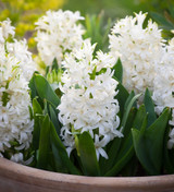 Hyacinths in Wavy Edged Green Ceramic Bowl