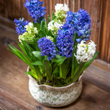 Hyacinths in Wavy Edged Green Ceramic Bowl