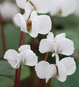 Cyclamen coum