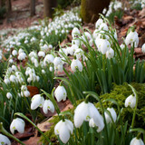 Galanthus nivalis (Common Snowdrop)