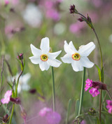 Narcissus 'Actaea'