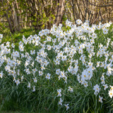 Narcissus 'Actaea'