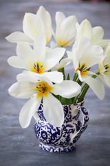 Tulip 'Purissima'