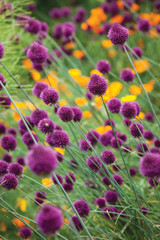 Fantastic Allium Collection