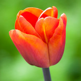 Scented Tulip Collection