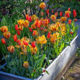 Scented Tulip Collection