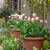 Tulip 'Mystic van Eijk' Tulip 'Mystic van Eijk'