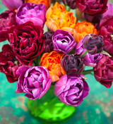 Dark Peony Flowered Tulip Collection in a Gift Box (20 bulbs)